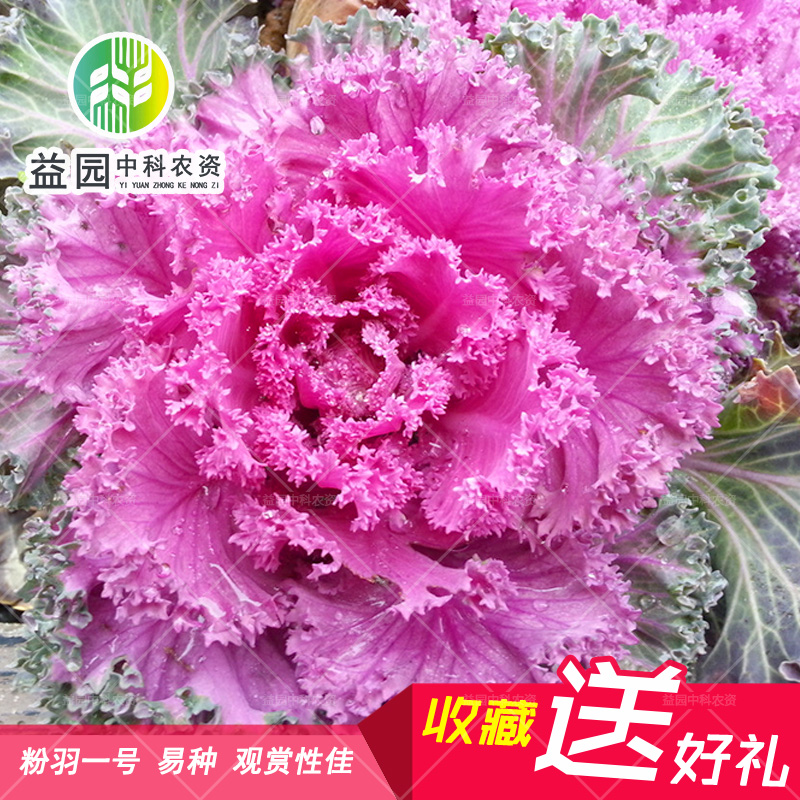 羽衣甘蓝蔬菜种子花籽皱叶观赏食用北方秋冬四季易种室内阳台盆栽