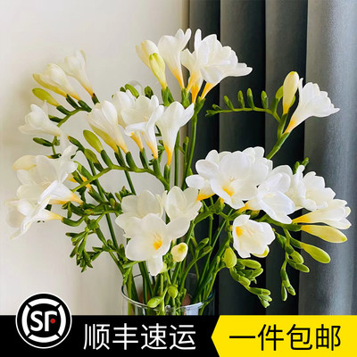 基地直发家庭办公室黄色香雪兰