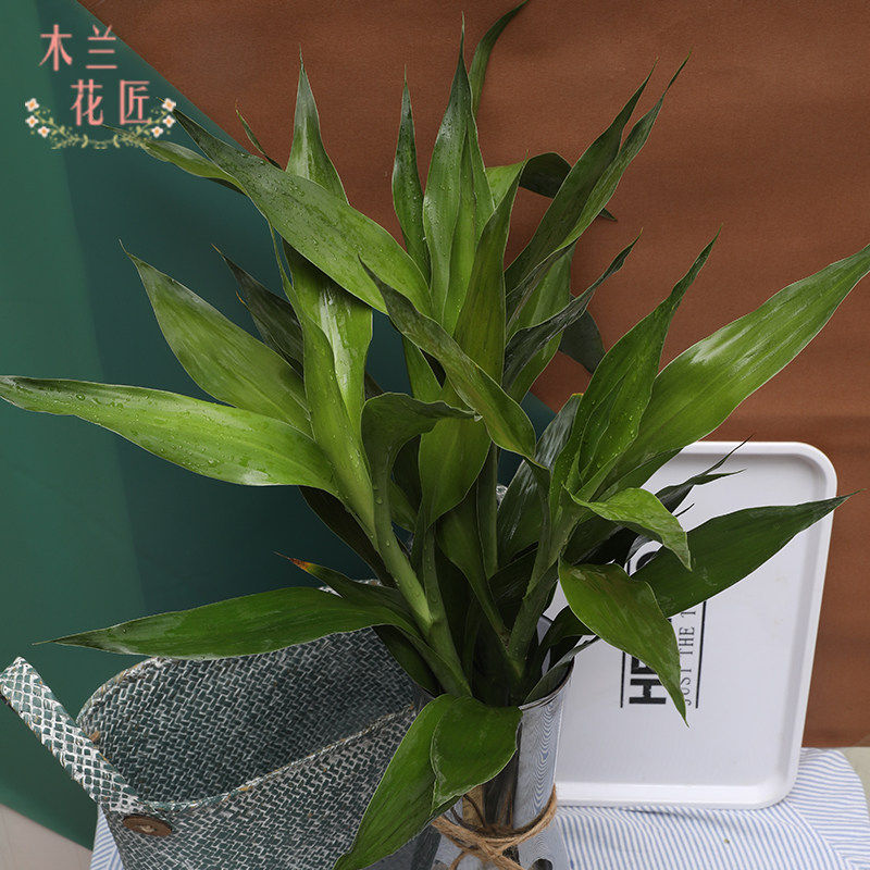 水培植物空气好养四季新鲜富贵竹