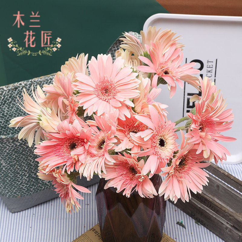 云南昆明扶郎花基地直发鲜花包邮