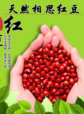 整孔天然相思红豆DIY手工串珠材料饰品配件不可食用装饰用红珠子