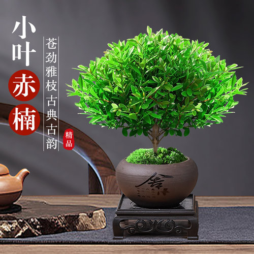 小叶赤楠盆景金丝楠木老桩盆栽客厅办公室桌面摆件四季好养小现货