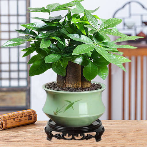 发财树小盆栽室内植物办公室桌面绿植乔迁新居客厅摆件盆景好现货
