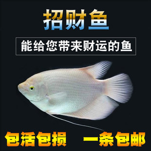 红眼招财鱼50cm价格 红眼招财鱼红眼招财鱼价格 图片 品牌 上海轩冶木业有限公司