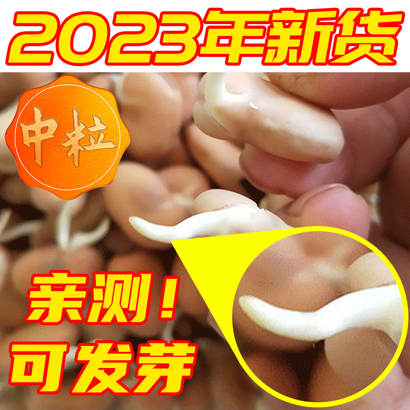 一禾谷香生干蚕豆5斤青海特产