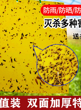 双面特粘诱虫茶园家用多种蓝板