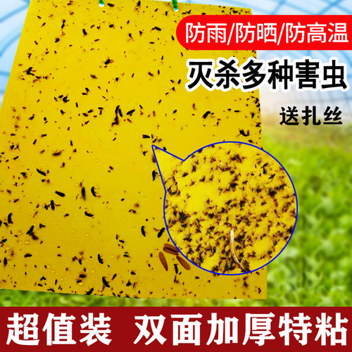 双面特粘诱虫茶园家用多种蓝板