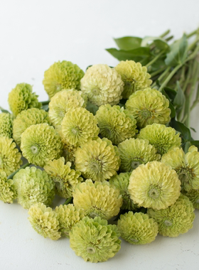耐热夏植重瓣百日草 柠檬女王绿色 新品大花量宜盆栽阳台庭院地栽
