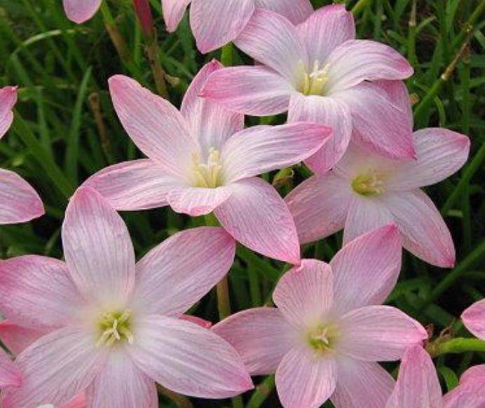 sweet memories宜盆栽地栽庭院花卉