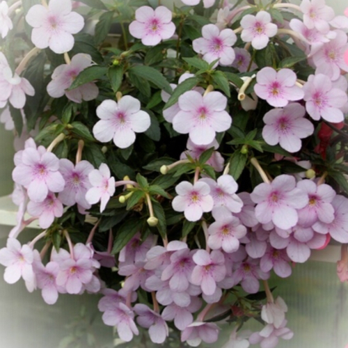 耐热耐阴长筒花 Achimenes dot 点 爱爆花宜盆栽苦苣苔科38包邮