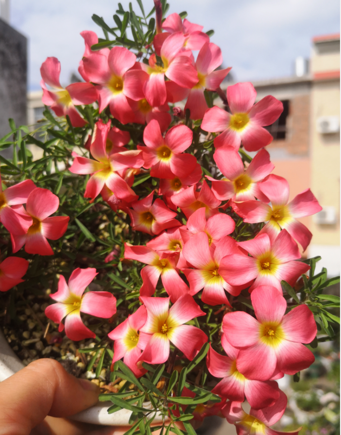 花卉球根阳台窗台庭院秋冬酢浆草