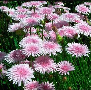 苗 桃粉色蒲公英 易爆花可盆栽地栽庭院阳台花卉好养还阳参耐热