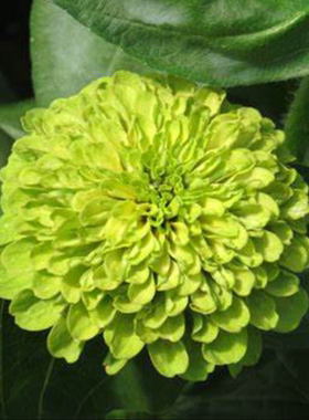 耐热夏植重瓣百日草 柠檬女王绿色 新品大花量宜盆栽阳台庭院地栽