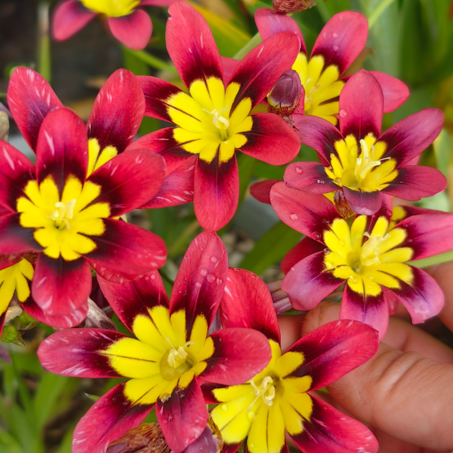 秋植 火王魔杖花 Sparaxis fireking 盆栽阳台庭院耐寒多年生花卉