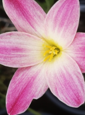 耐热风雨兰桃子冰沙Z.Z.Peach melba 宜盆栽阳台庭院花卉好养植物