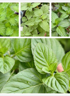 食用薄荷香草类苹果留兰香胡椒巧克力多品种西餐调酒泡茶驱蚊小苗