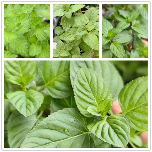 食用薄荷香草类苹果留兰香胡椒巧克力多品种西餐调酒泡茶驱蚊小苗