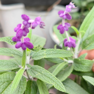 紫绒鼠尾草 耐寒热宜盆栽地栽窗台庭院阳台花好养喜阳花 满38包邮