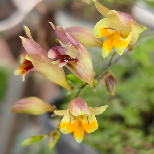 清香型会变色 反折小苍兰 freesia refracta 宜盆栽花卉 满38包邮