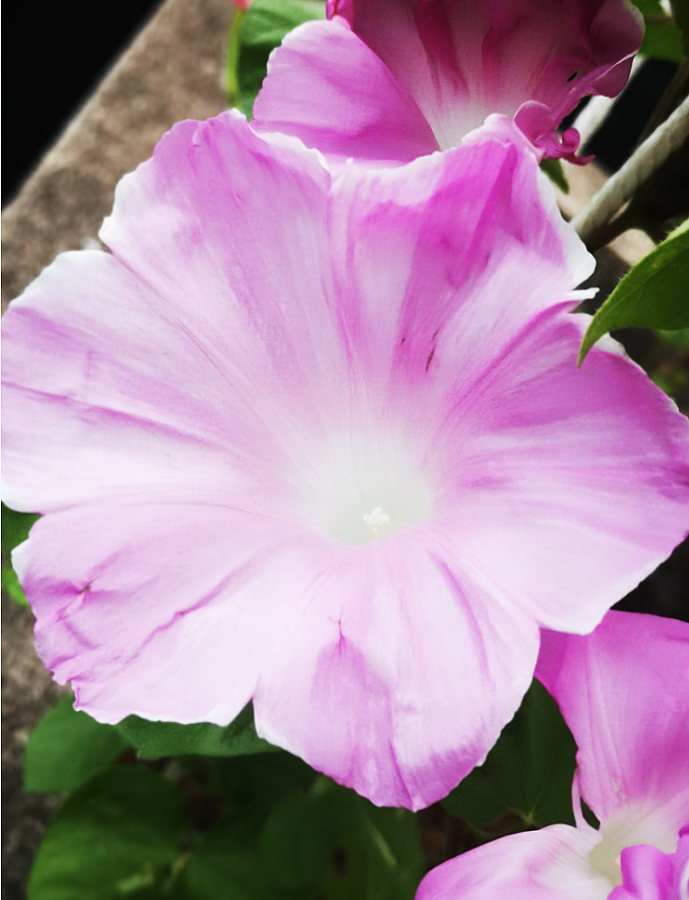 耐热大花日系朝颜 桃覆轮吹雪 爬藤牵牛花可阳台盆栽花卉满38包邮