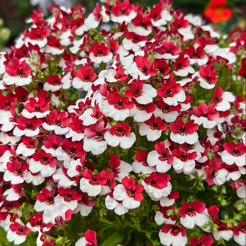 龙面花苗 丹麦红白 耐寒易爆花宜盆栽阳台庭院草花好养喜阳多年生