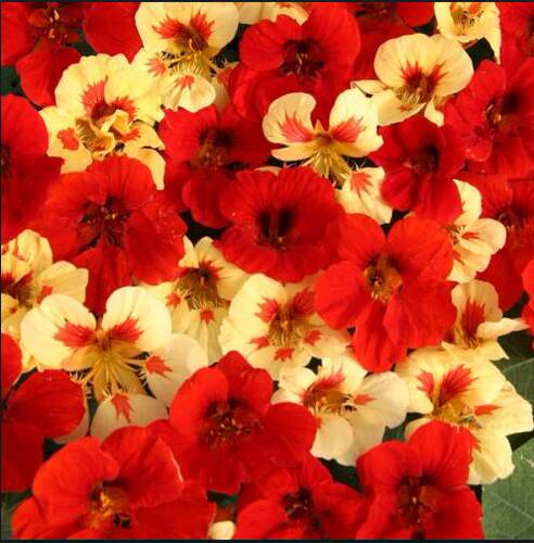 阳台窗台庭院易爆花冬春旱金莲