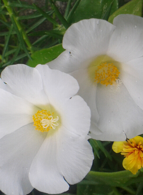 耐热易活 大花白色针叶单瓣太阳花 易种宿根多年生盆栽地栽38包邮