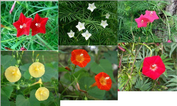 耐热*7种茑萝可选|爬藤羽叶/槭叶/心叶宜阳台盆栽花卉植物*68包邮