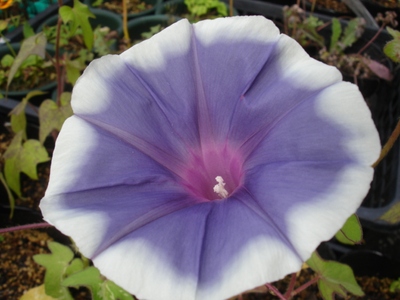 耐热日系大花朝颜 银灰覆轮 爬藤牵牛花可阳台盆栽花卉 满38包邮