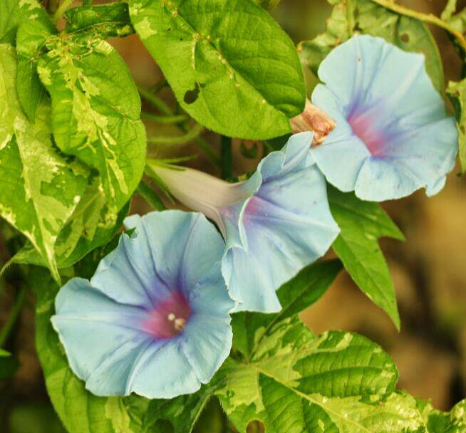 美丽花心日系朝颜 故都的秋 爬藤牵牛花可阳台盆栽花卉 满38包邮