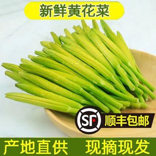 新鮮黃花菜現(xiàn)摘現(xiàn)發(fā)野生金針菜農(nóng)家野菜時(shí)令蔬菜涼拌菜酒店特色菜