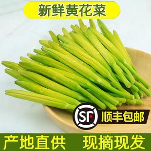 新鲜黄花菜现摘现发野生金针菜农家野菜时令蔬菜凉拌菜酒店特色菜