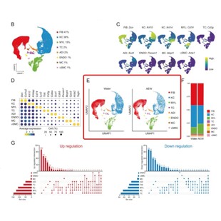 单细胞测序生信分析scRNA, scATAC,转录组表观组通路富集分析等