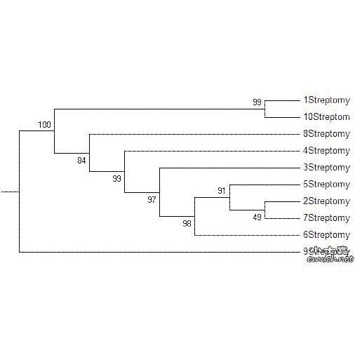 进化树/基因家族分析/作树/系统发育树/发生树/phylogenetic tree