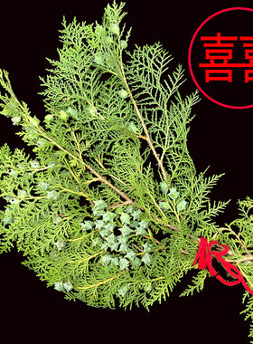 陪嫁用习俗 现采新鲜带果松柏枝 叶节日搬家装饰高级感侧柏叶