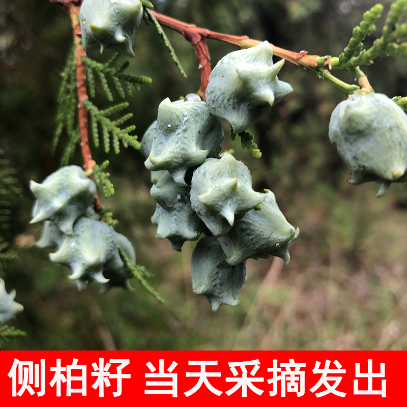 制作线香原料 新鲜现摘侧柏果 侧柏籽松壳子香熏柏子制香助眠枕头