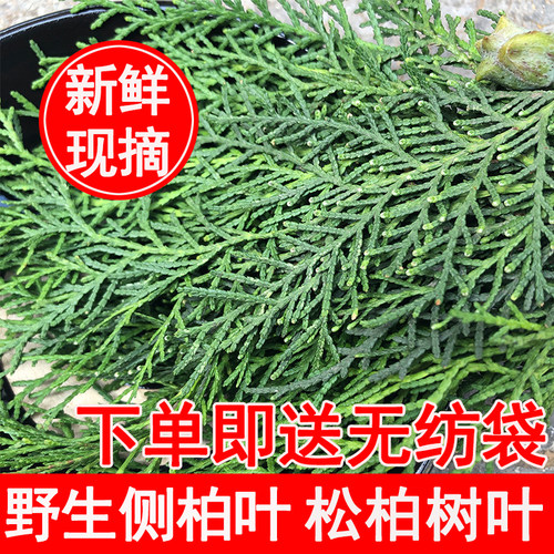 新鲜侧柏叶 山东深山现采松柏叶 中药材柏树枝深山野生发叶扁柏_虎窝淘