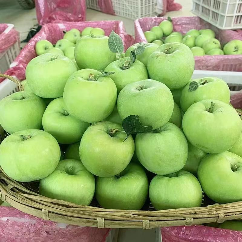 陕西青苹果头茬青苹果新鲜现摘应苹果