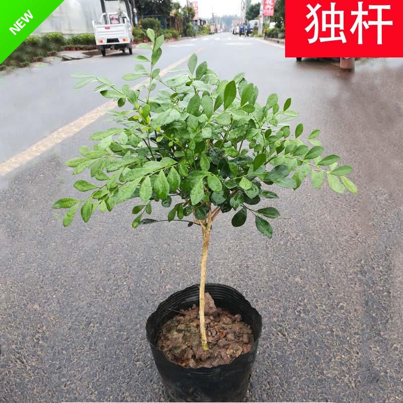 独杆九里香花树苗室内盆栽花卉香味浓郁庭院客厅秋季开花盆景植物