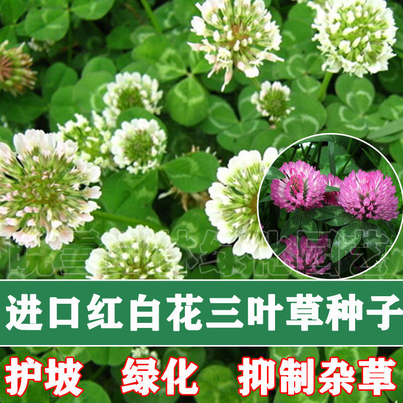 红花三叶草种子心形草四季种植多年生白花三叶草籽绿化植物种子