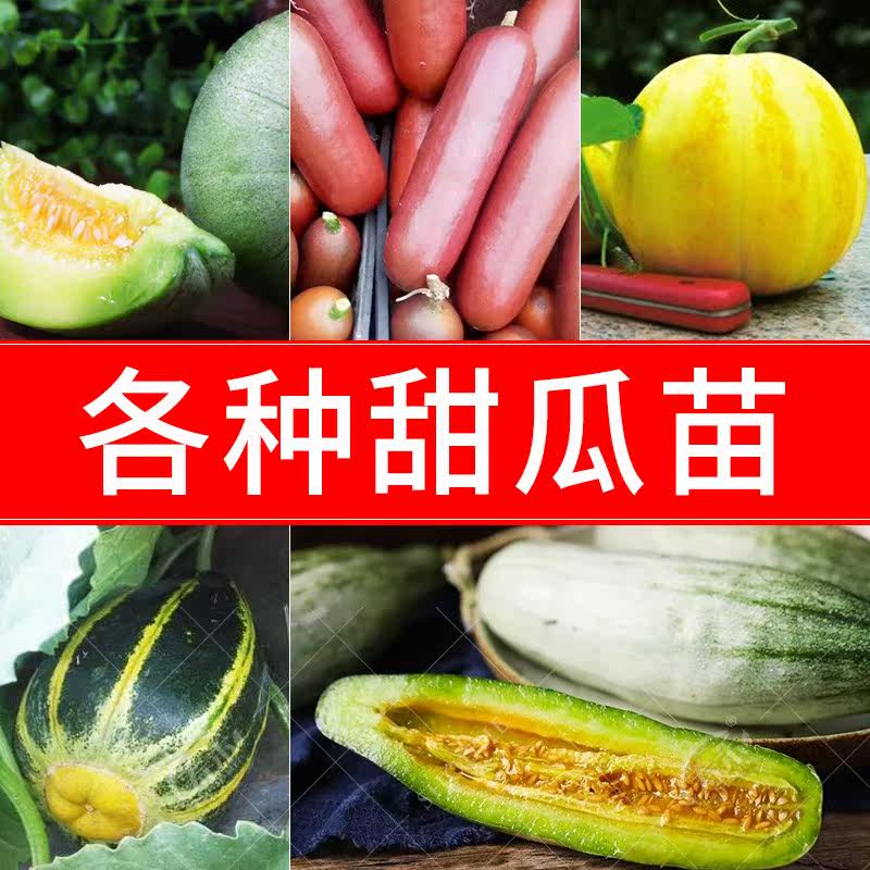 Melon varieties Four seasons muskmelon Seeds seed Emerald Claw honey Muskmelon Cantaloupe Rock sugarin the 3C Digital Accessories, Cell Phone Accessories , Phone Protection Case/Shell  category - from Buy2taobao.com to provide professional Taobao agent buy service
