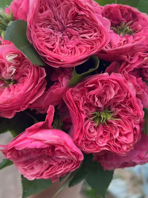 Middleton 深粉色奥斯汀玫瑰切花月季花苗阳台盆栽根接苗