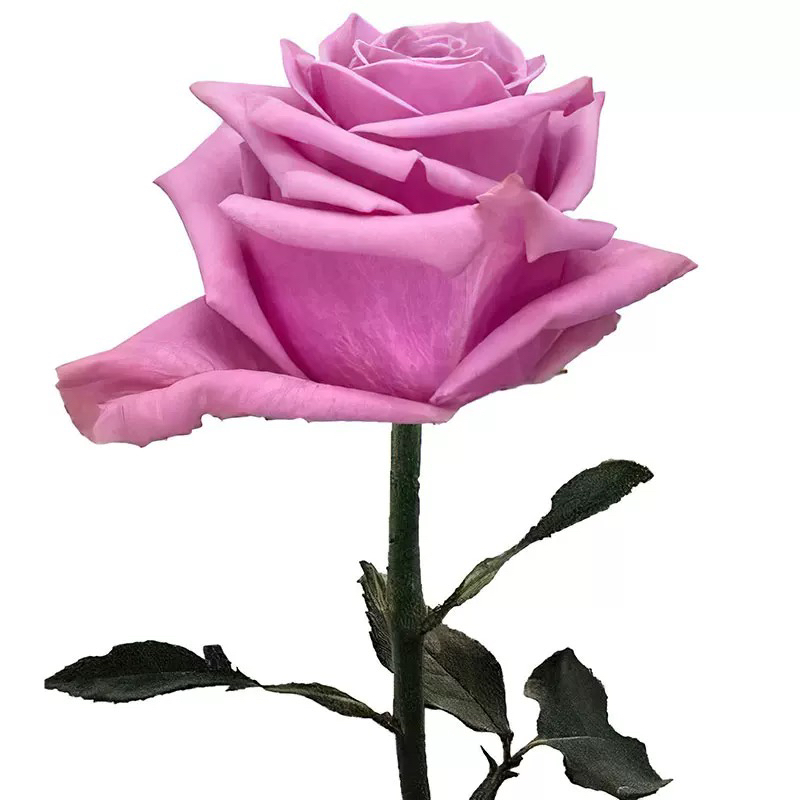 丑闻月季 科德斯 灌木大花 耐开 直立 紫色 勤花 抗病 多季开花