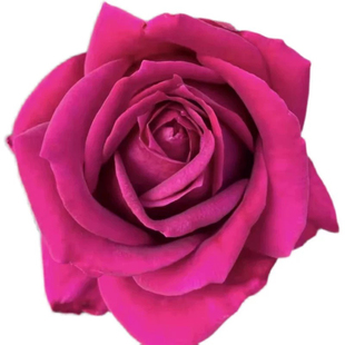 悠久的约定月季玫红色大花浓香庭院阳台盆栽多季开花玫瑰花苗