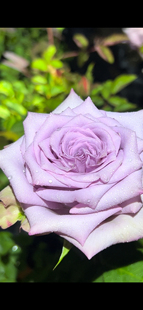 紫前卫月季玫瑰切花月季玫瑰