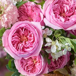 Carey 浓香 月季 切花 奥斯汀作品扦插苗 灌木 凯丽