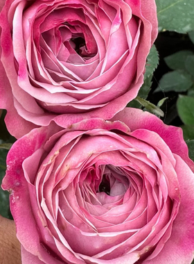 Peonie Kiss 牡丹之吻 蓝紫色切花玫瑰月季盆栽