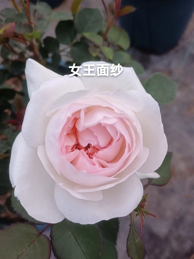 公主面纱 月季 花苗 灌木 中香 直立 多季开放 科德斯