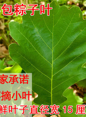 新鲜柞树叶伯乐叶饼家用晒干粽叶
