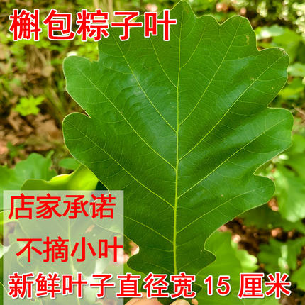 新鲜柞树叶现摘大粽叶菠萝叶槲叶晒干桲椤叶家用伯乐叶饼100片
